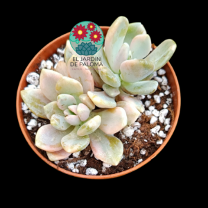 Graptoveria "Supreme" variegata doble roseta
