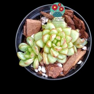 Echeveria "Jelly Adam" cluster (importación, maceta pequeña)