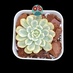 Echeveria Minima variegata (importación)