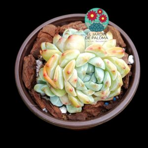 Echeveria "Pink Peach" doble roseta (importación, buen tamaño)