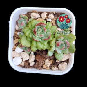 Echeveria "Jelly Adam" doble roseta(importación, maceta pequeña)