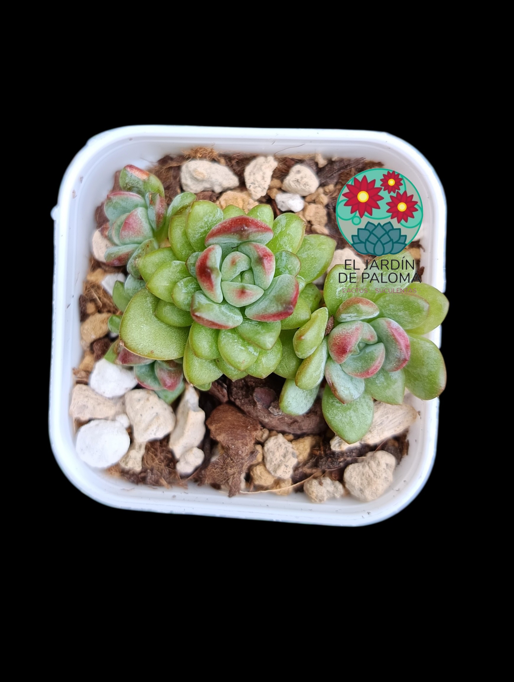 Echeveria "Jelly Adam" doble roseta(importación, maceta pequeña)