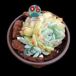 Echeveria "Pink Peach" doble roseta (importación, buen tamaño)