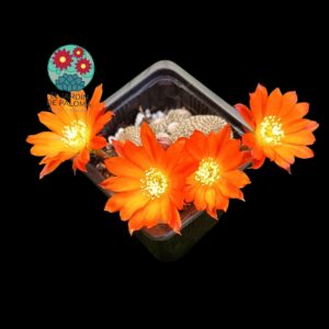 Rebutia Heliosa Lima & orange