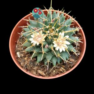 Mammillaria Boelderliana
