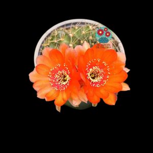 Echinopsis calorubra