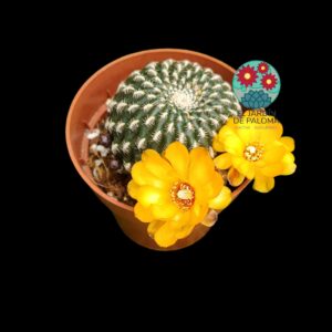 Sulcorebutia arenacea