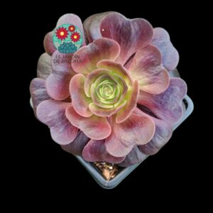 Aeonium Cupid (es grande)