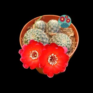 Sulcorebutia Pulchra lenkae