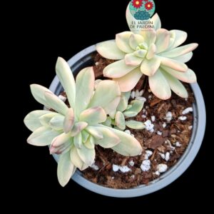 Echeveria Minibelle variegata
