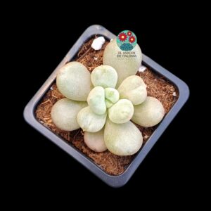 Echeveria "Bill gates"