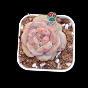 Echeveria Ariel (parentales importación)