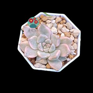 Graptoveria Pretty in Pink variegata con hijuelo (selección, parentales importación)