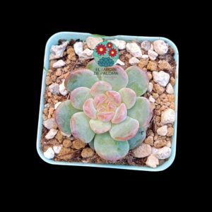 Echeveria "Magic Diamond" (parentales importación)