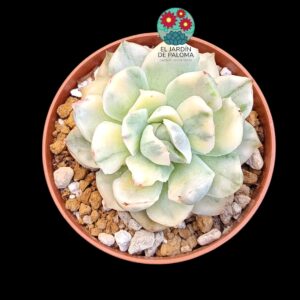 Echeveria Strawberry cake variegata (importación)