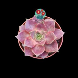 Echeveria Impi