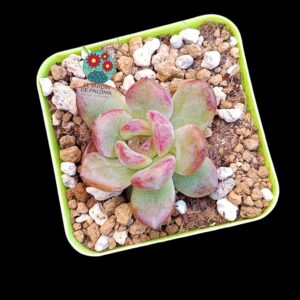 Echeveria Raspberry (parentales importación)