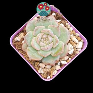 Echeveria Prada (parentales importación)