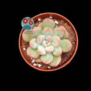 Graptoveria Torres