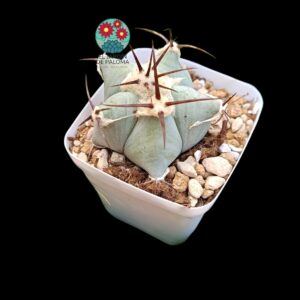 Echinocactus Plantyacanthus