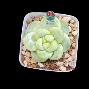 Echeveria "Lychee" (parentales importación)