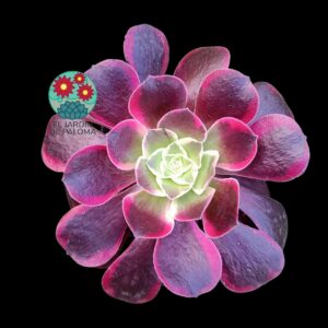 Aeonium Canary variegata (es grande)