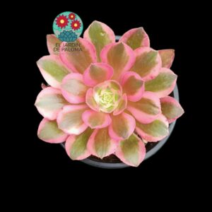 Aeonium Pink winch variegata