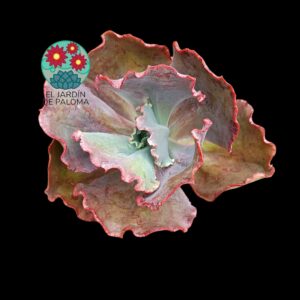 Echeveria Gibbiflora "Chantilly" (tamaño y maceta grandes)