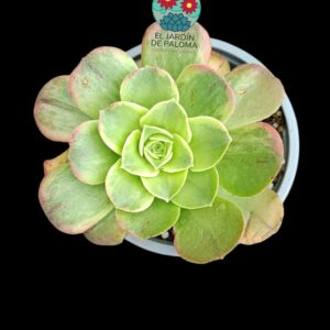 Aeonium Orion White variegata.
