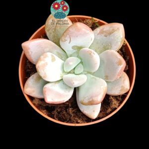 Graptoveria "Amore party"