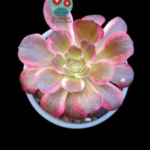 Aeonium Anna variegata