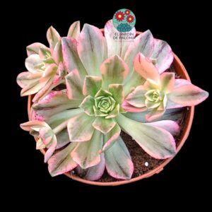 Aeonium Bronze medal variegata