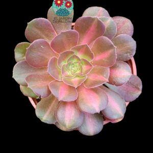 Aeonium Pink winch middle variegata