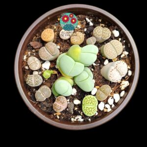 Maceta Conophytum más Lithops variados