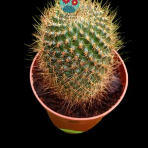Rebutia Fulviseta (flor rojo intenso)