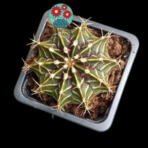Gymnocalcyum mihanovichii