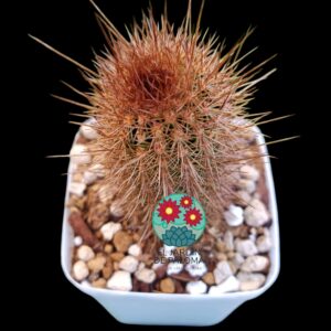 Hildewinteria "Rudolf Herzog" (hijo enraizando de unos 10cm)