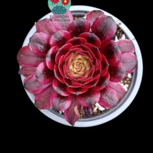 Aeonium Miki variegata