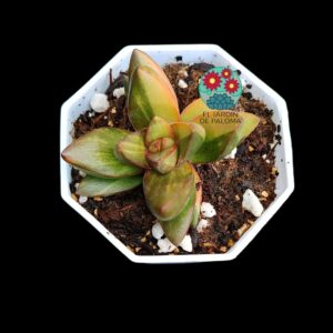 Crassula Ben variegata (selección)