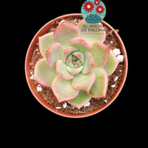 Echeveria Kimera