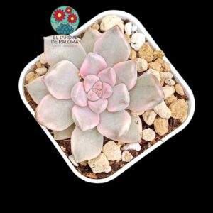 Graptoveria Pretty in Pink variegata (selección, más pequeña)