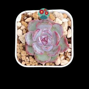 Echeveria Dior (parentales importación, tamaño pequeño)