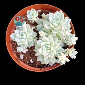 Echeveria Prolifica variegata
