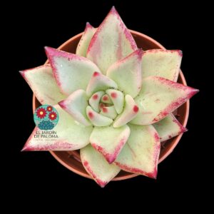 Echeveria Agavoides con algo de variegacion