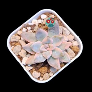 Graptosedum "Ghosty" variegata (selección,maceta pequeña)