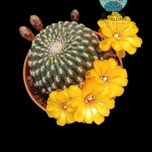 Sulcorebutia arenacea