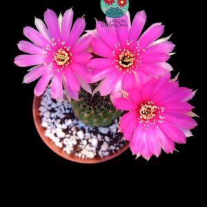 Echinopsis hibrido