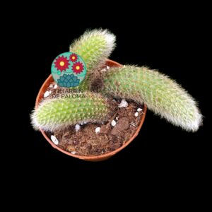 Hildewinteria colademonis x 3 (para transplante)