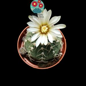 Gymnocalcyum vatteri con hijuelos