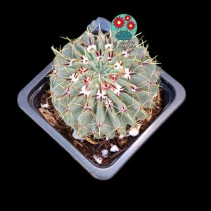 Parodia Buiningii (flor amarilla, no es grande)